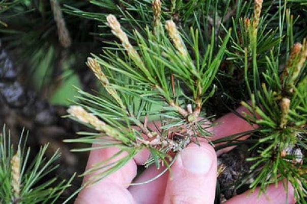 图解 松树盆景针叶怎么修剪的方法