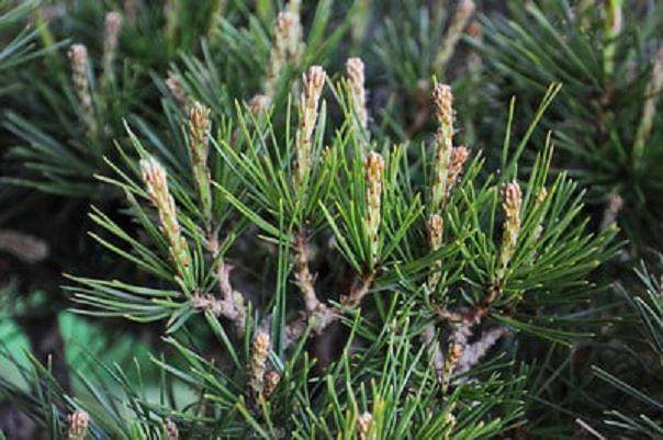 图解 松树盆景针叶怎么修剪的方法