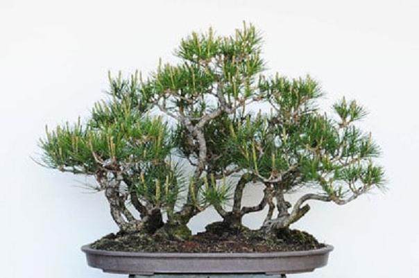 图解 松树盆景针叶怎么修剪的方法