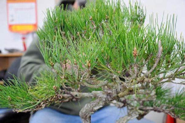 图解 日本黑松树盆景怎样修剪的技巧