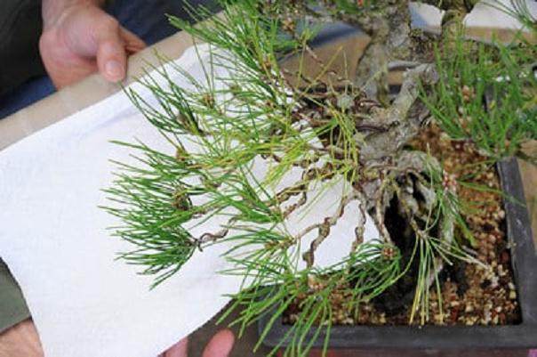 图解 日本黑松树盆景怎样修剪的技巧