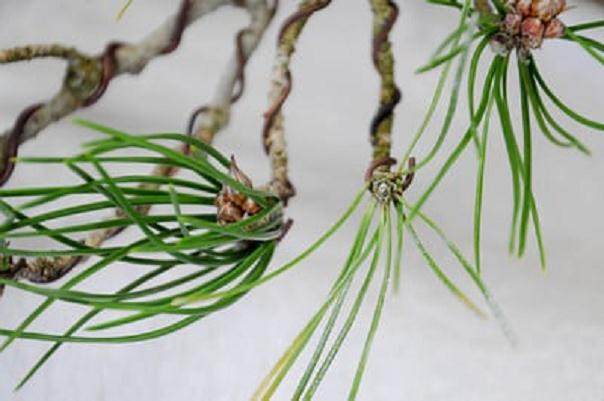 图解 日本黑松树盆景怎样修剪的技巧