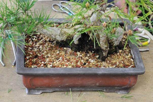 图解 日本黑松树盆景怎样修剪的技巧