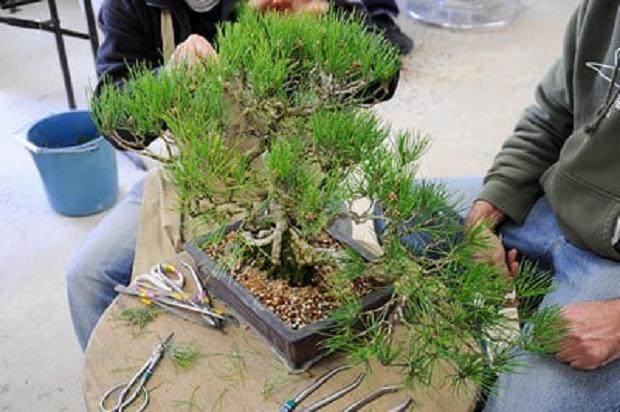 图解 日本黑松树盆景怎样修剪的技巧