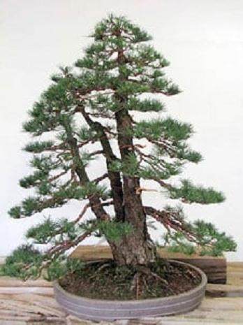 日本的盆景学徒在线