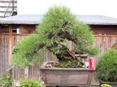 日本的盆景学徒在线