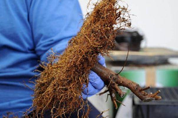 图解 如何正确给盆景翻盘的方法