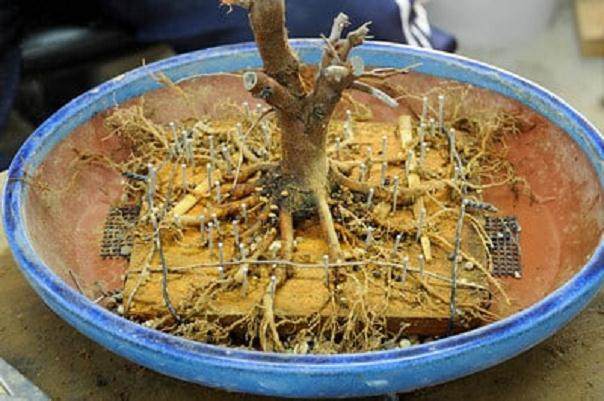 连入盆中,等待盆景土壤