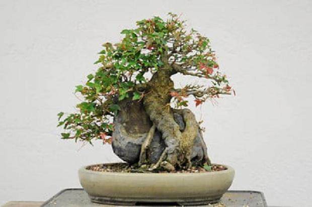 落叶三叉戟枫树盆景怎么修剪的7个过程