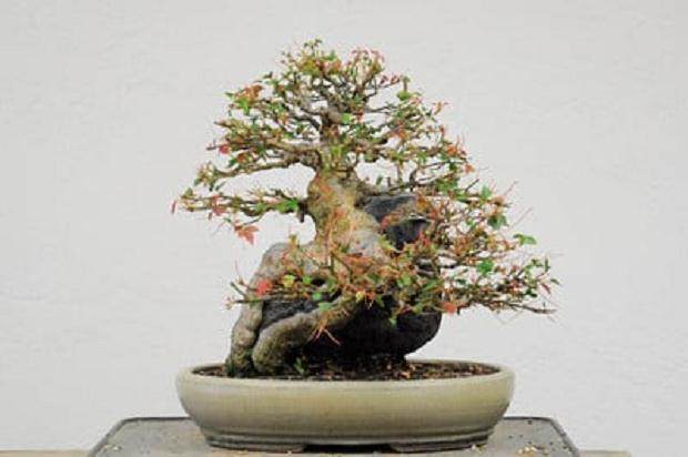 这是盆景实际上唯一难以解决的问题