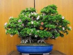 湾区Satsuki Aikokai第十七届年度盆景展览