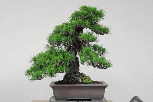 软木树皮日本黑松 - 2011年6月