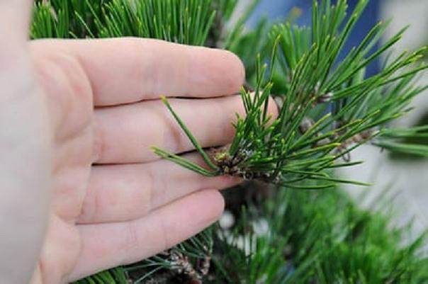 图解 2011年对日本黑松盆景的修剪