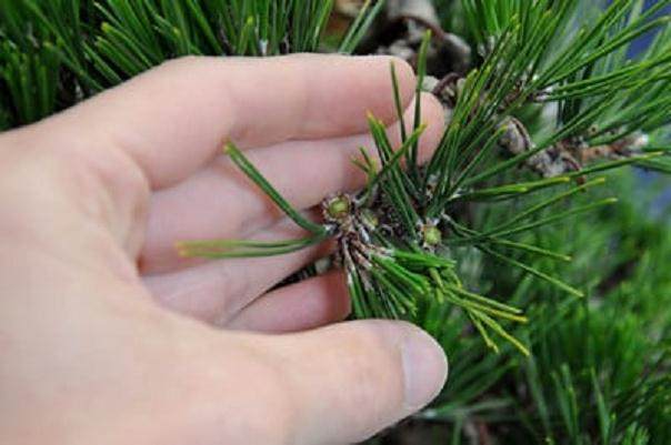 图解 2011年对日本黑松盆景的修剪