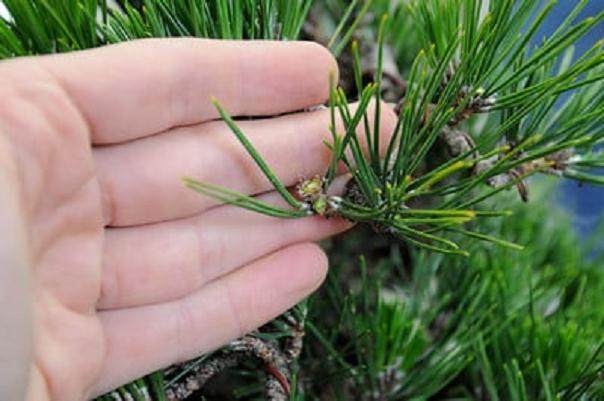 图解 2011年对日本黑松盆景的修剪