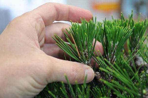 图解 2011年对日本黑松盆景的修剪