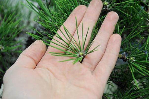 图解 2011年对日本黑松盆景的修剪