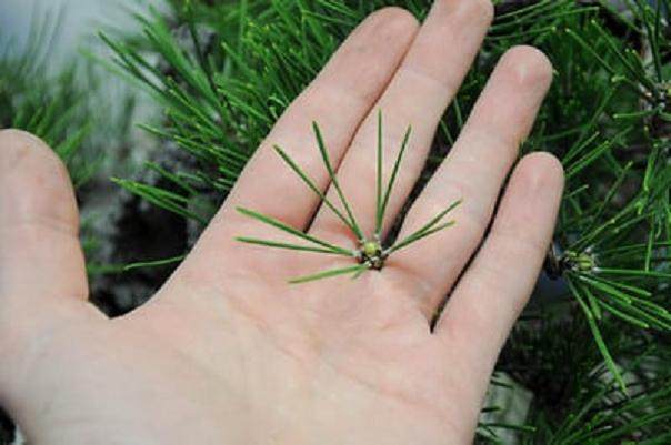 图解 2011年对日本黑松盆景的修剪