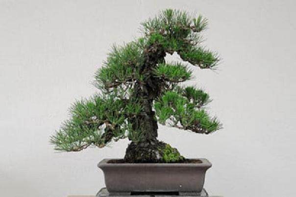 图解 2011年对日本黑松盆景的修剪