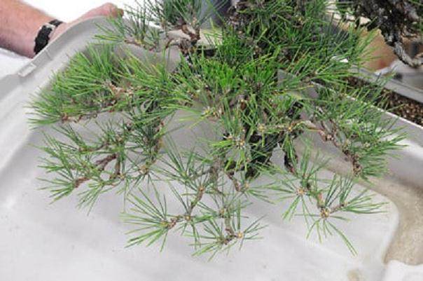 图解 2011年对日本黑松盆景的修剪