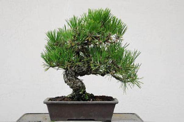 图解 如何修剪日本黑松盆景 使其枝叶稀疏