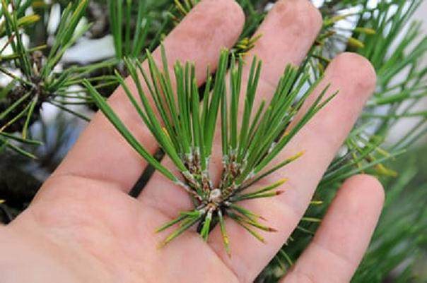 图解 如何修剪日本黑松盆景 使其枝叶稀疏