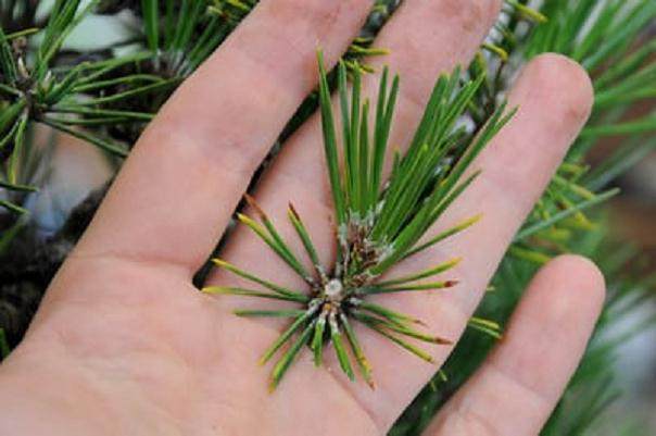 图解 如何修剪日本黑松盆景 使其枝叶稀疏