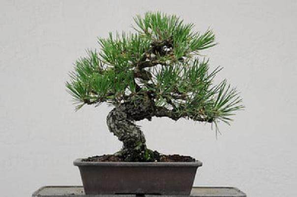 图解 如何修剪日本黑松盆景 使其枝叶稀疏