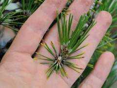 图解 如何修剪日本黑松盆景 使其枝叶稀疏