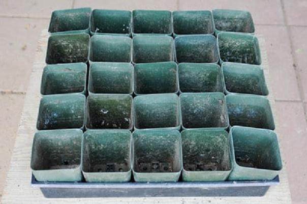 图解 如何制作黑松盆景的扦插发芽