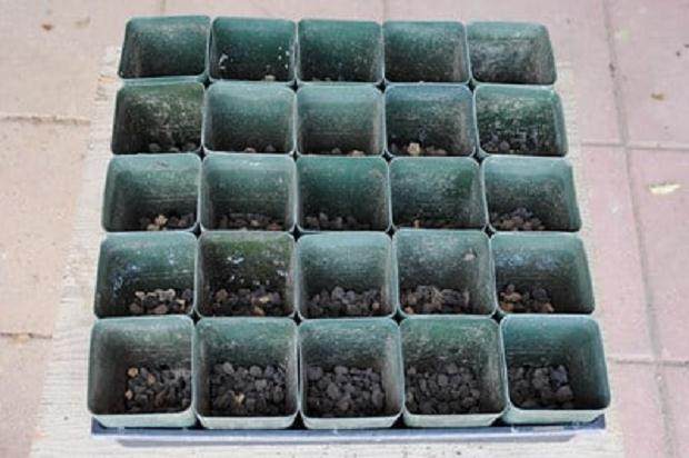 图解 如何制作黑松盆景的扦插发芽