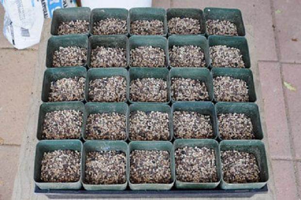 图解 如何制作黑松盆景的扦插发芽