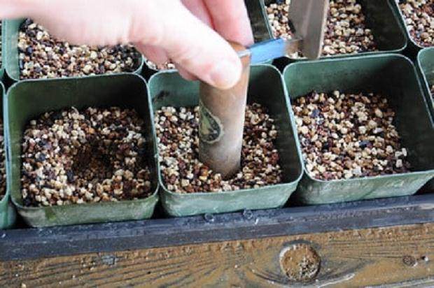 图解 如何制作黑松盆景的扦插发芽