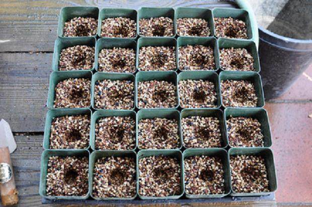 图解 如何制作黑松盆景的扦插发芽