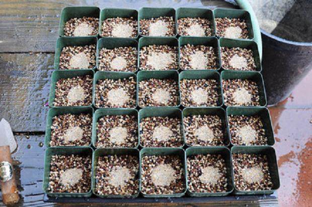 图解 如何制作黑松盆景的扦插发芽