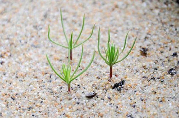 图解 如何制作黑松盆景的扦插发芽