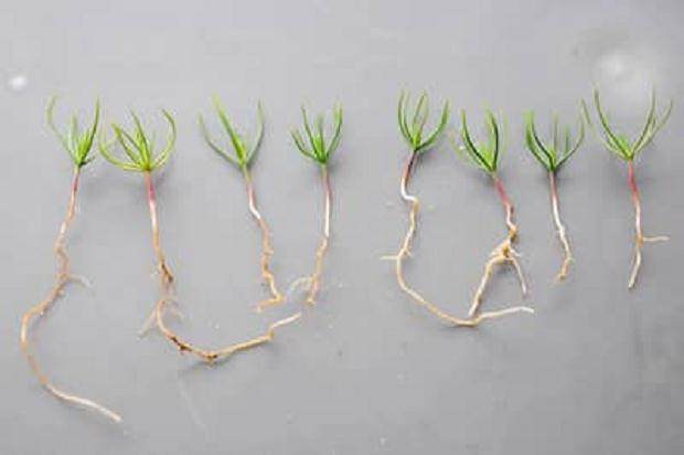 图解 如何制作黑松盆景的扦插发芽