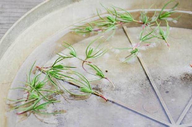 图解 如何制作黑松盆景的扦插发芽