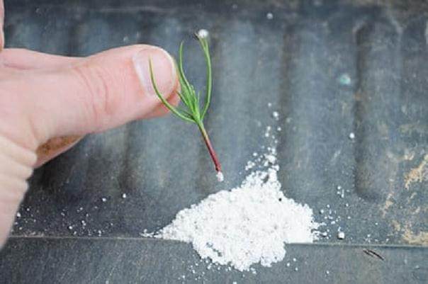 图解 如何制作黑松盆景的扦插发芽