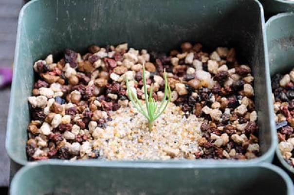 图解 如何制作黑松盆景的扦插发芽