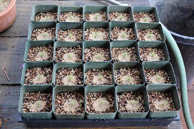 图解 如何制作黑松盆景的扦插发芽