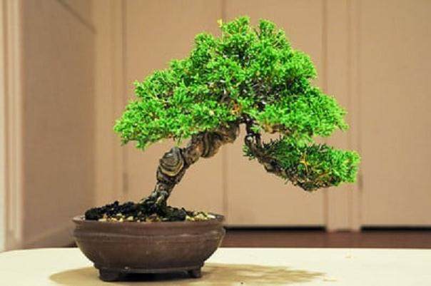 本月湾岛盆景会议上的评审工作