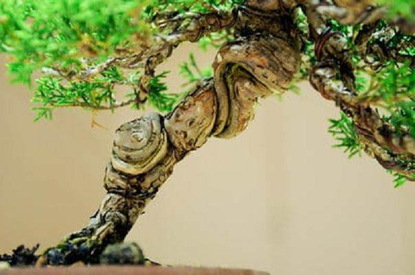 本月湾岛盆景会议上的评审工作