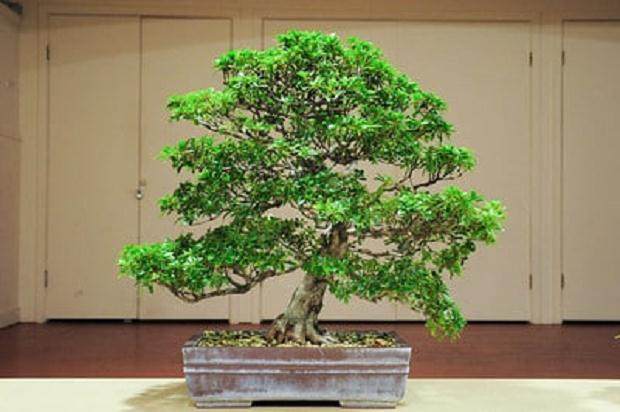 本月湾岛盆景会议上的评审工作