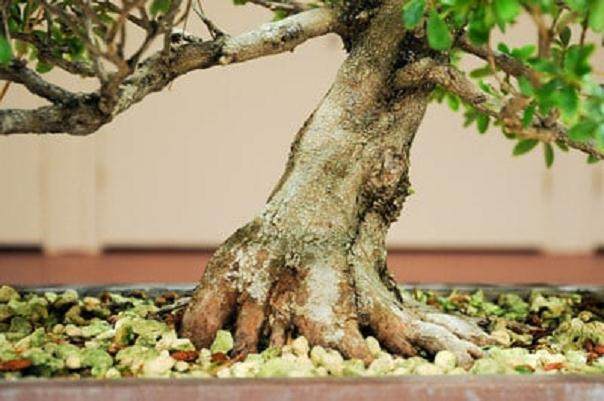 本月湾岛盆景会议上的评审工作