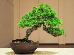 本月湾岛盆景会议上的评审工作