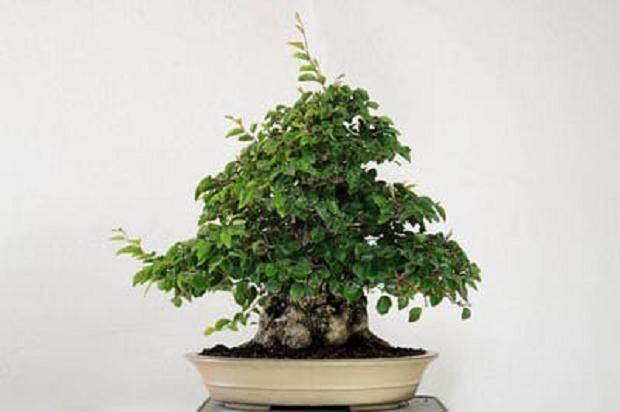图解 夏天韩国鹅耳枥盆景怎么修剪的方法