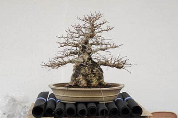 图解 夏天韩国鹅耳枥盆景怎么修剪的方法