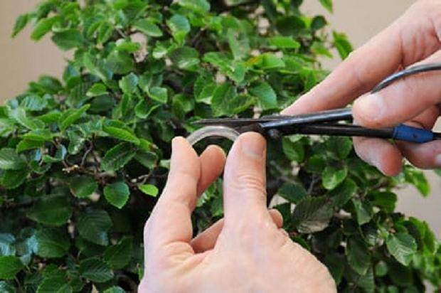 图解 夏天韩国鹅耳枥盆景怎么修剪的方法