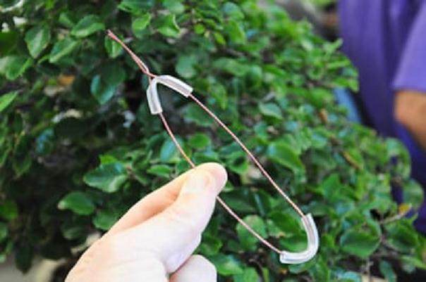 图解 夏天韩国鹅耳枥盆景怎么修剪的方法